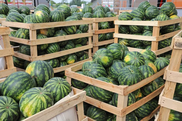 Viele Wassermelonen — Stockfoto