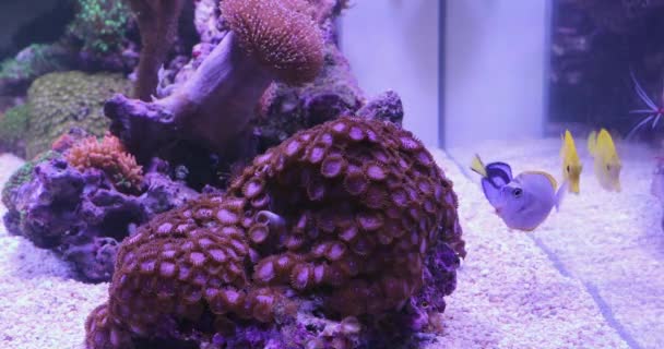 Aquário Recife Coral Peixe Tanque Decoração Subaquática — Vídeo de Stock