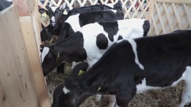 Çiftlikte Barn küçük yenidoğan Inekler