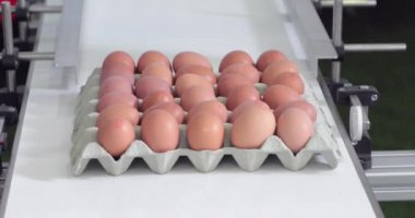 Taşıyıcı Kemerdeki Kartondaki Kodlama Tarihi Yumurtaları
