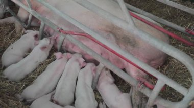 Çiftlikte Farrowing Kalem Emzirme Piglets ve Big Sow