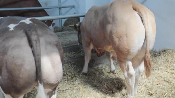 Grandes Toros Granero Ganadería — Vídeos de Stock