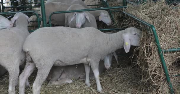 Вівці Їдять Гей Пера Колгоспі Тварин — стокове відео
