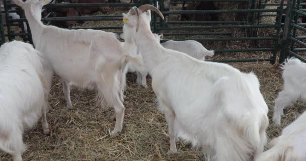 Bílé Kozy Peru Zvířecí Farmě — Stock video