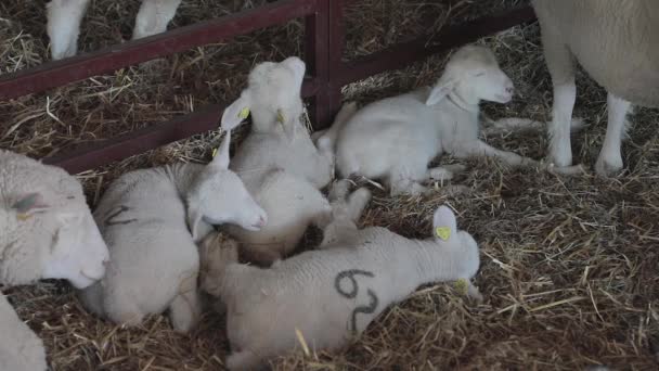 Små Nyfödda Lamm Som Ligger Höet — Stockvideo