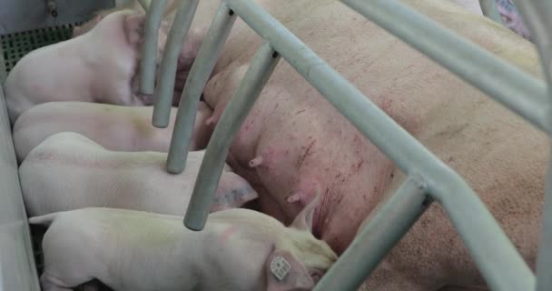 Sající Selata Prasnice Porodní Propisce Farmě — Stock video