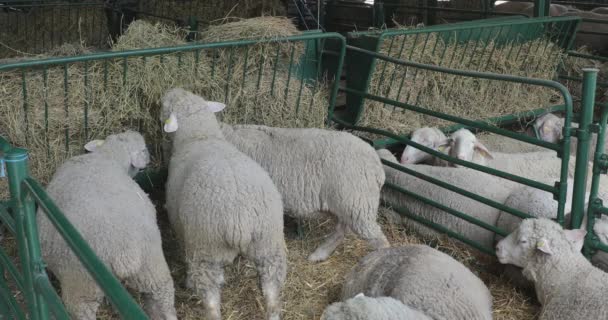 Manger Foin Mouton Côte Ivoire Ferme Animale — Video