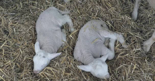 Two Small Newborn Lambs Laying Hay — Stockvideo