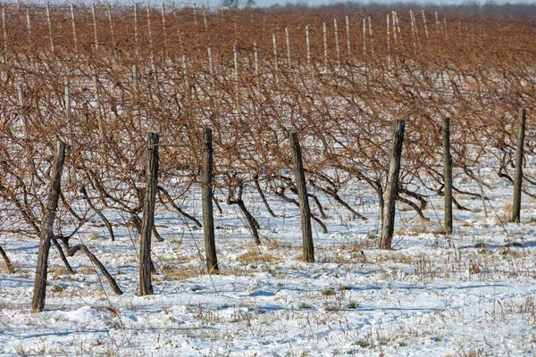 Inverno a Vigneto — Foto Stock