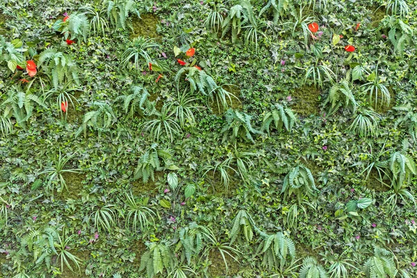 인공 벽 식물 — 스톡 사진