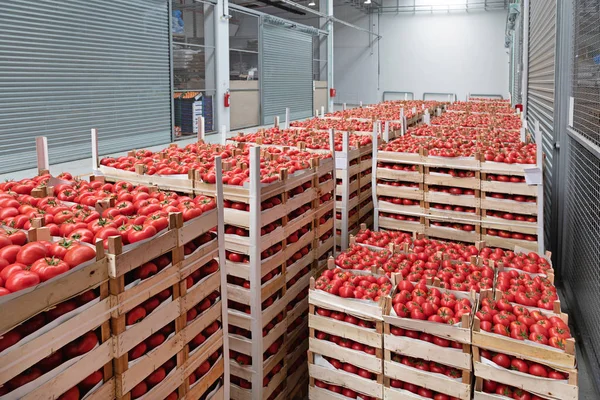 Wholesale Tomato — Stock Photo, Image