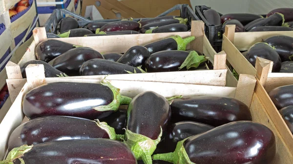 Aubergine — Stock Photo, Image