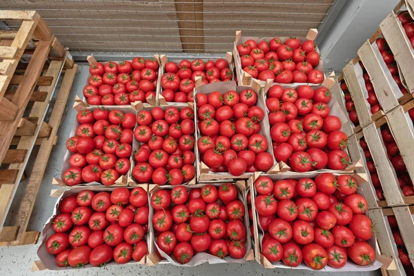 Produtos de tomate — Fotografia de Stock