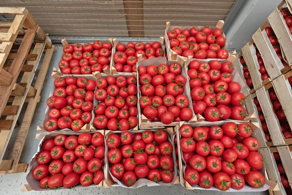 Pomodoro Produci — Foto Stock