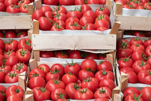 Mercato degli agricoltori di pomodori — Foto Stock