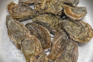 İstiridye Yığını