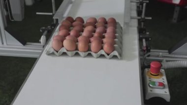 Yazdırma Üretim Tarihi Yumurtaları Taşıyıcı Kayış 'ta Kartonda