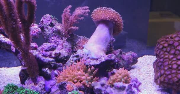 水槽サンゴ礁水族館水中装飾 — ストック動画