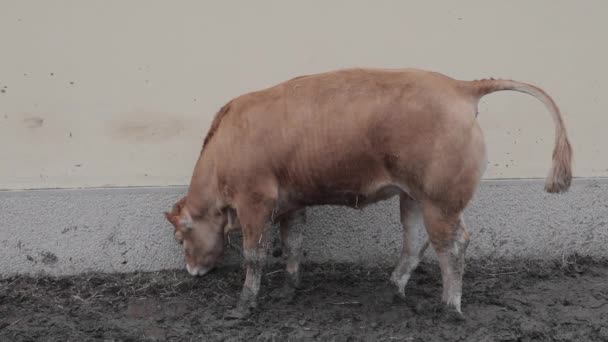 Vaca Marrón Que Tira Vertedero Granja Ganado — Vídeos de Stock