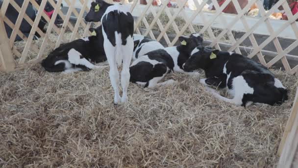 Vacas Recién Nacidas Paja Granero Granja — Vídeos de Stock