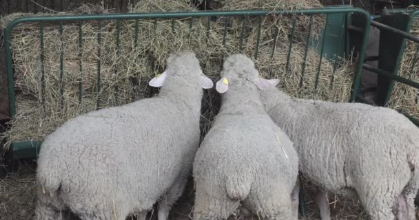 Schafe Fressen Heu Stall Auf Tierfarm — Stockvideo