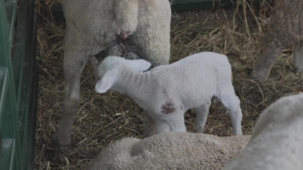 Små Nyfödda Lamm Djurfarmen — Stockvideo