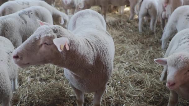 Un mouton en enclos à la ferme animale 
