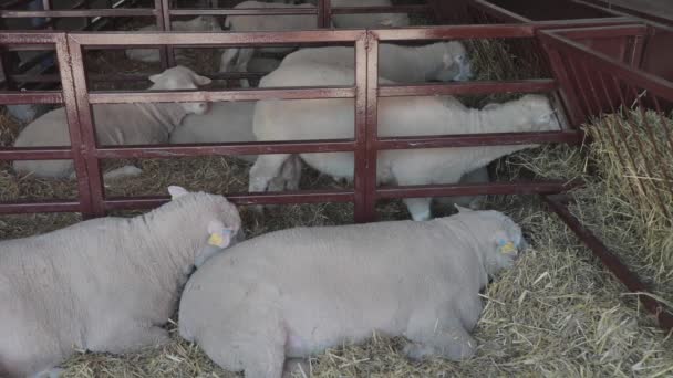 Ovelhas Deitadas Cote Fazenda Animais — Vídeo de Stock