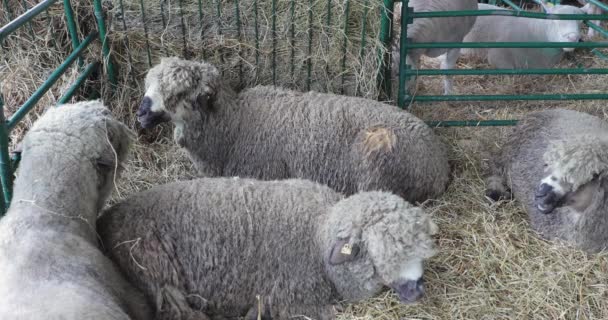 Moutons en laine domestique en enclos à la ferme animale 