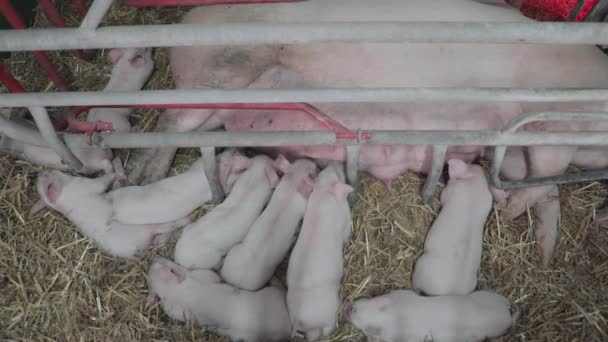 Γουρούνια Που Θηλάζουν Και Μεγάλη Γουρούνα Στο Αγρόκτημα — Αρχείο Βίντεο