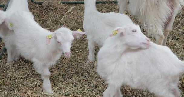 动物饲养场潘的白山羊宝宝 — 图库视频影像