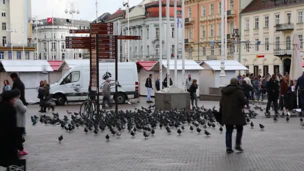 Zagreb Croacia Noviembre 2019 Manada Palomas Aves Plaza Jelacic Ban — Vídeo de stock