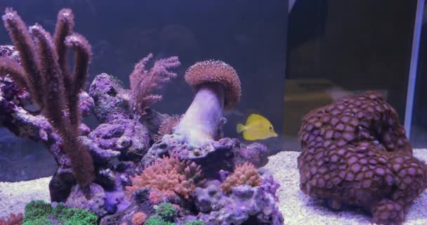 Aquarium Coral Reef Fish Tank Underwater Dcor — 비디오