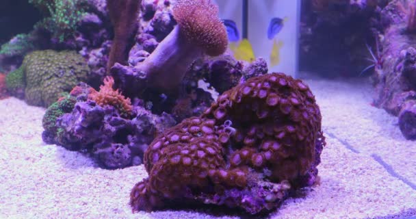 Korálové Útesy Rybí Nádrž Podvodní Akvárium Dekorace — Stock video