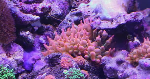 Aquarium Coral Reef Tank Plants Underwater Decor — Stock Video