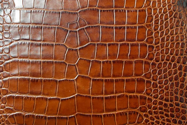 Alligator leather Royalty Free Stock Images