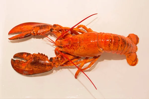 Homard cuit — Photo