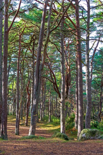Hohe immergrüne Bäume — Stockfoto