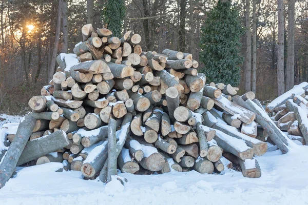 Bosques de madera —  Fotos de Stock