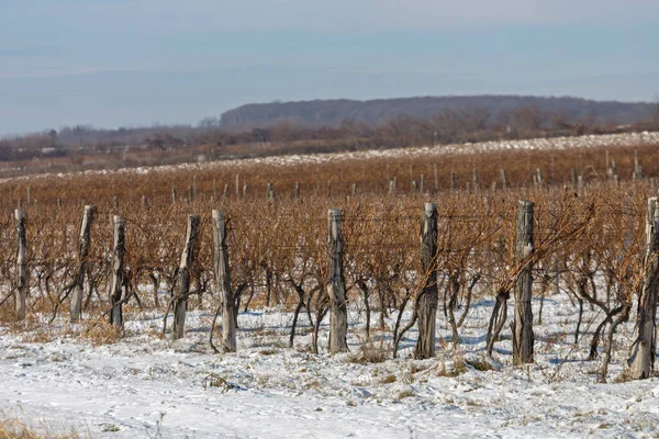 Vigneto d'inverno — Foto Stock