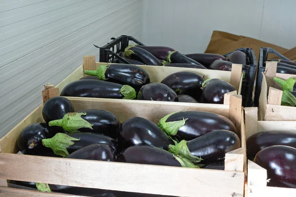 Aubergine Eggplants Vegetables Crates Storage — Stock Photo, Image