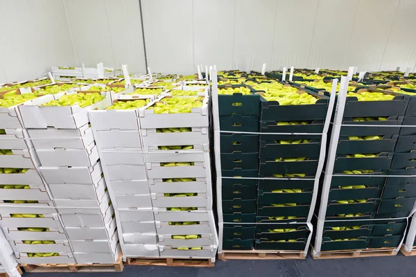 Green Peppers Boxes Pallets Storage Warehouse — стокове фото