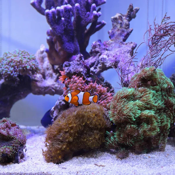 Clown Fish Bij Coral Reef Tank Onderwater Aquarium — Stockfoto
