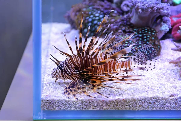 サンゴ礁水槽での危険なライオン魚水中水族館 — ストック写真