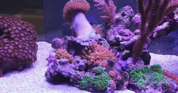 Koraalrif Aquarium Vissen Tank Onderwater Dkor — Stockvideo