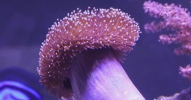 Mercan Resifi Akvaryum Fabrikalarında Deniz Anemonu