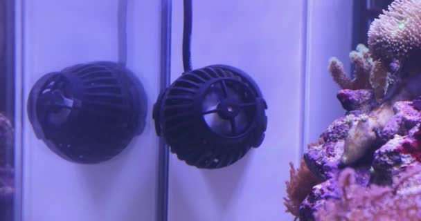 Ventilatorturbine Voor Circulatie Van Water Het Aquarium — Stockvideo
