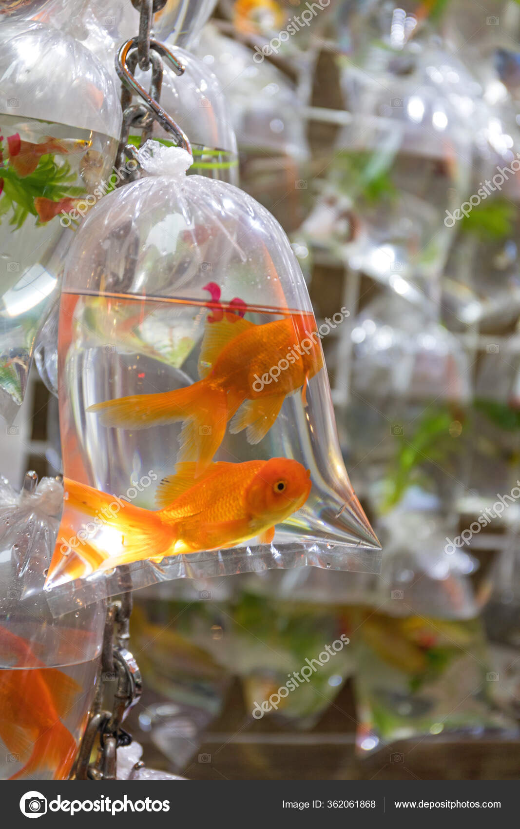 Two Gold Fish Bag Water Pet Shop Stock Photo by ©Baloncici 362061868