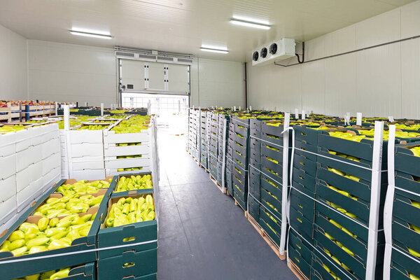 Green Peppers in Boxes Cold Storage Warehouse