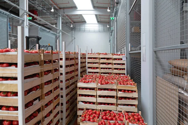 Cajas Tomates Rojos Almacenamiento Almacén —  Fotos de Stock